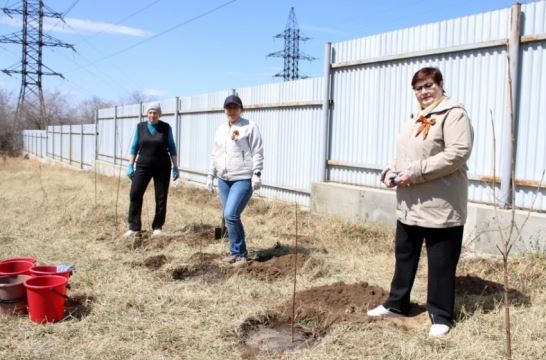 В Забайкалье в рамках Всероссийской акции «Сад памяти» посадили клены