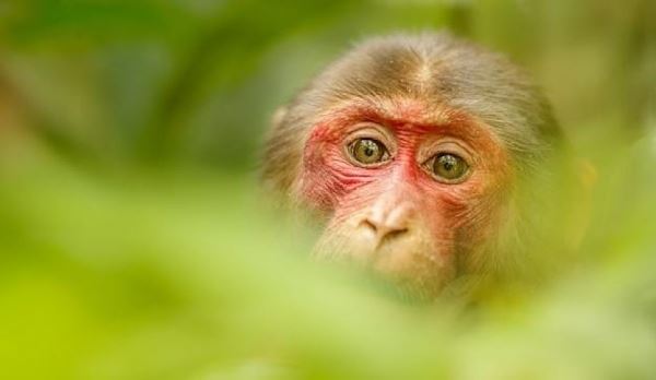 Может ли оспа обезьян прийти в Россию и насколько она опасна: мнение инфекциониста